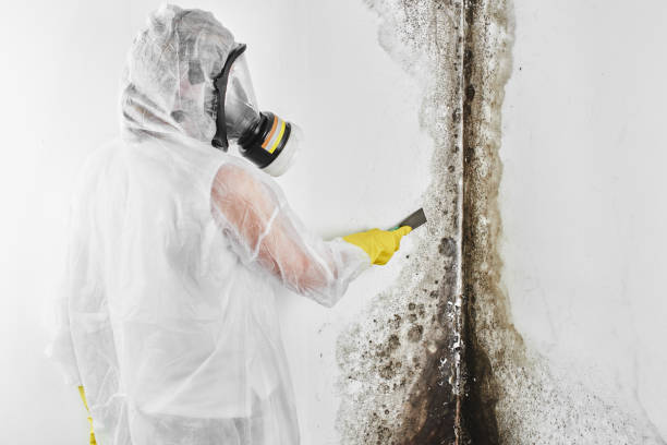 Office Mold Removal Services in Kyle, SD