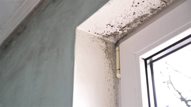 Best Mold Testing  in Kyle, SD