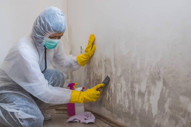 Best Mold Remediation Services  in Kyle, SD