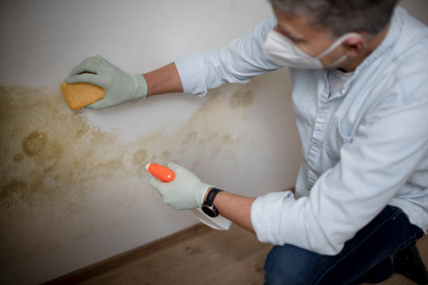 Best Office Mold Removal Services  in Kyle, SD