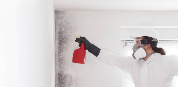 Best Fast Mold Removal  in Kyle, SD