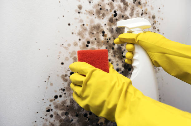 Mold Testing and Removal in Kyle, SD