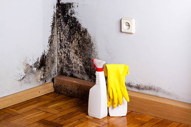 Best Local Mold Removal Service  in Kyle, SD