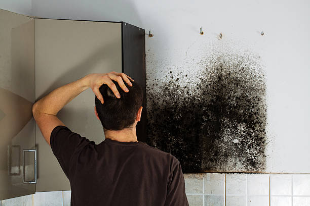 Best Home Mold Removal  in Kyle, SD