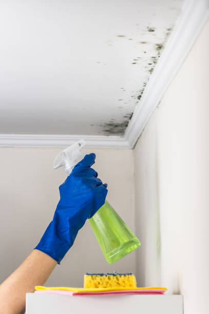 Best Best Mold Removal Companies  in Kyle, SD