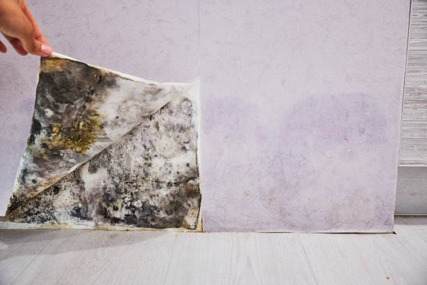 Best Attic Mold Removal  in Kyle, SD